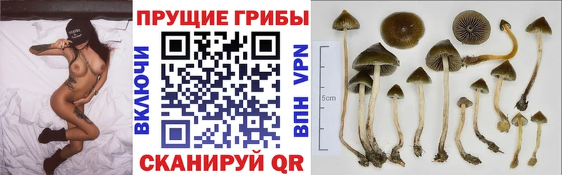 Псилоцибиновые грибы GOLDEN TEACHER  нарко площадка как зайти  Демидов 